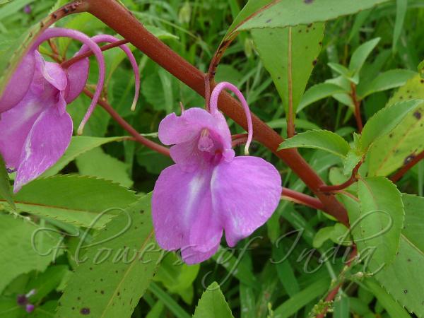 Garden Balsam